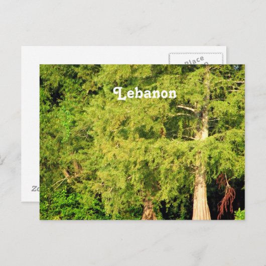 Carte Postale Cèdres du Liban (Devant / Derrière)
