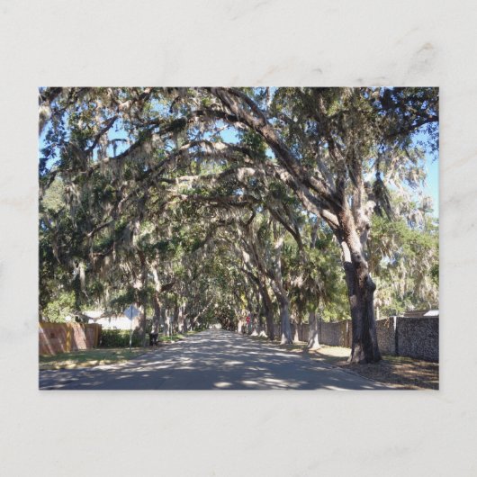 Carte Postale célèbre avenue magnolia saint augustine floride us (Devant)