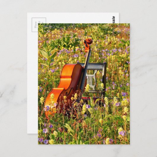 Carte Postale Cello with chaise in a field of wildflowers (Devant / Derrière)