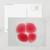 Carte Postale Cellule d'oeuf fertilisée au microscope (Devant / Derrière)