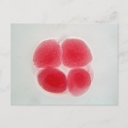 Carte Postale Cellule d'oeuf fertilisée au microscope (Devant)