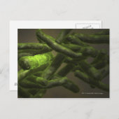 Carte Postale Cellules de Mycobacterium tuberculosis (Devant / Derrière)