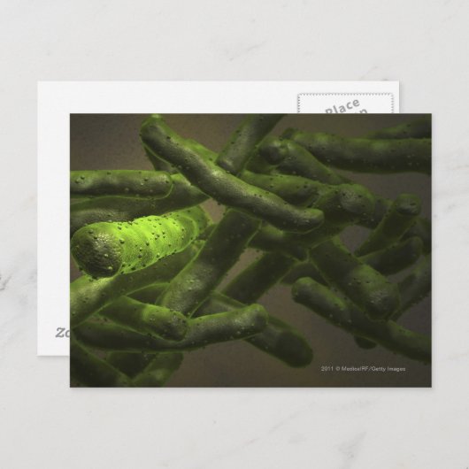 Carte Postale Cellules de Mycobacterium tuberculosis (Devant / Derrière)