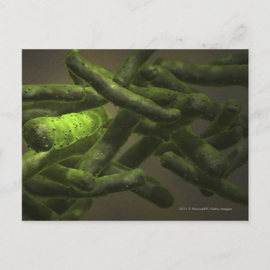 Carte Postale Cellules de Mycobacterium tuberculosis (Devant)