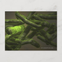 Cellules de Mycobacterium tuberculosis
