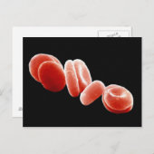 Carte Postale Cellules de sang rouges (Devant / Derrière)