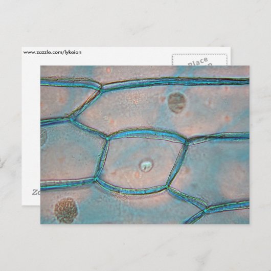Carte Postale Cellules d'oignon au microscope (Devant / Derrière)