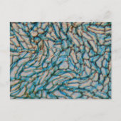 Carte Postale Cellules poivron Bell au microscope (Devant)