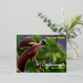 Carte postale Cenderawasih (Debout devant)