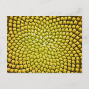 Carte Postale Center of giant Sunflower (Helianthus annuus)