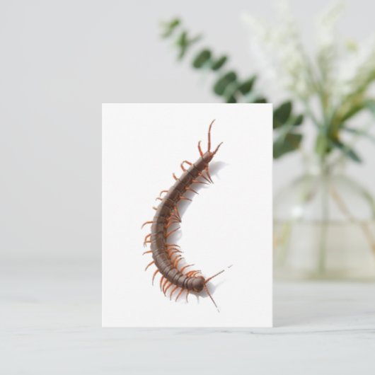 Carte Postale Centipede (Debout devant)