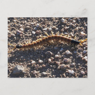 Carte Postale Centipede géant du désert