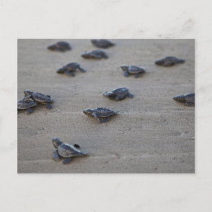 Carte Postale Central America, El Salvador, Pacific Ocean