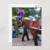 Carte Postale Central Park Horse (Devant / Derrière)