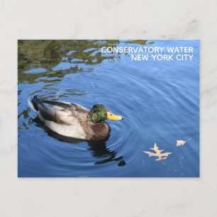 Carte Postale Central Park NYC Conservatoire Eau Mallard Canard