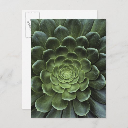 Carte Postale Centre de cactus (Devant / Derrière)