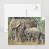 Carte Postale Centre de reproduction des éléphants chitwan - béb (Devant / Derrière)