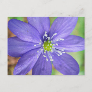 Carte Postale Centre d'une fleur bleue avec des tampons blancs