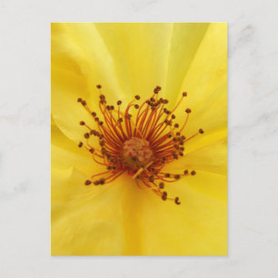 Carte postale Centre Rose jaune