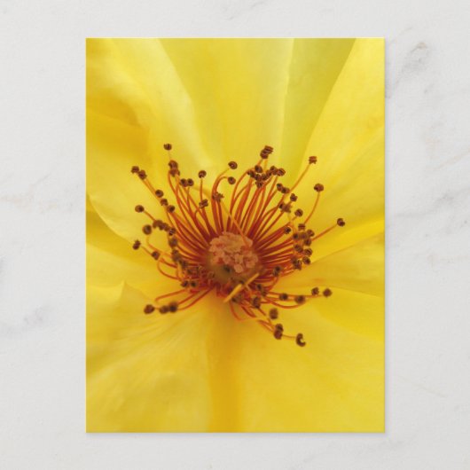 Carte postale Centre Rose jaune (Devant)