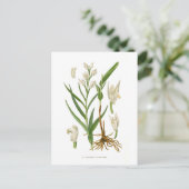 Carte Postale Cephalanthera ensifolia (Debout devant)