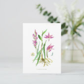 Carte Postale Cephalanthera rubra (Debout devant)