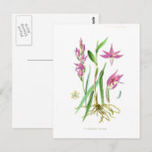 Carte Postale Cephalanthera rubra (Devant / Derrière)