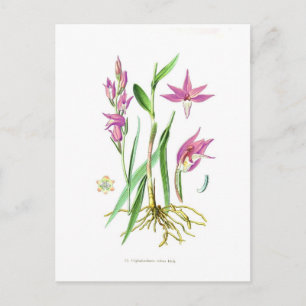 Carte Postale Cephalanthera rubra