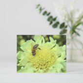 Carte Postale Cephalaria Gigantea avec une abeille (Debout devant)