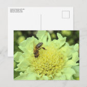 Carte Postale Cephalaria Gigantea avec une abeille (Devant / Derrière)