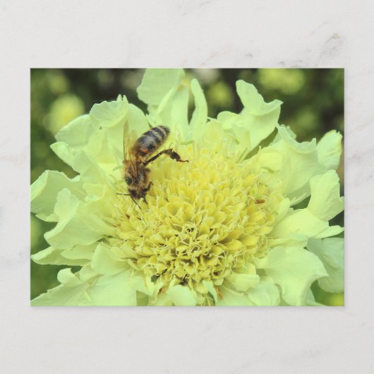 Carte Postale Cephalaria Gigantea avec une abeille (Devant)