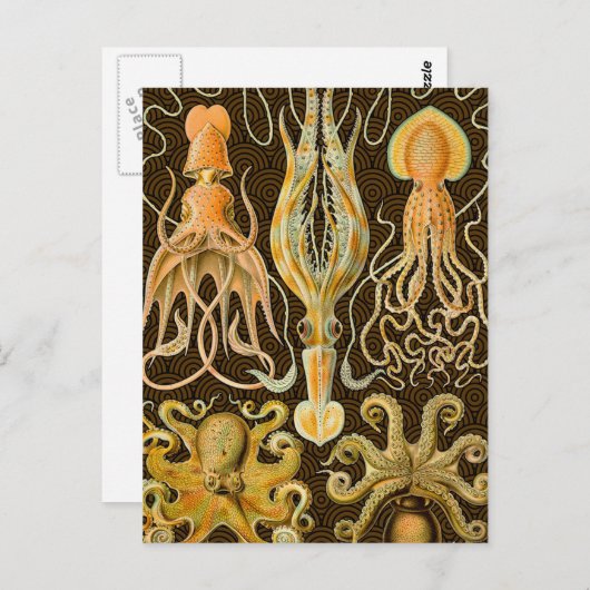 Carte Postale Cephalopod poulpe calmar Nature marine (Devant / Derrière)