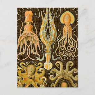 Carte Postale Cephalopod poulpe calmar Nature marine