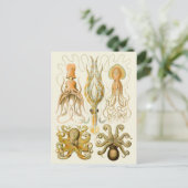 Carte Postale Cephalopod poulpe calmar Nature marine (Debout devant)