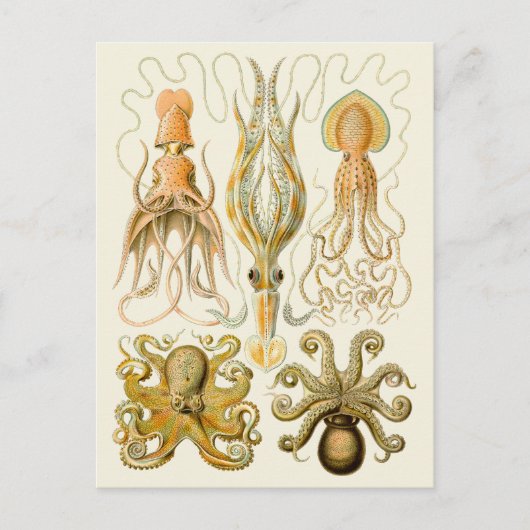 Carte Postale Cephalopod poulpe calmar Nature marine (Devant)