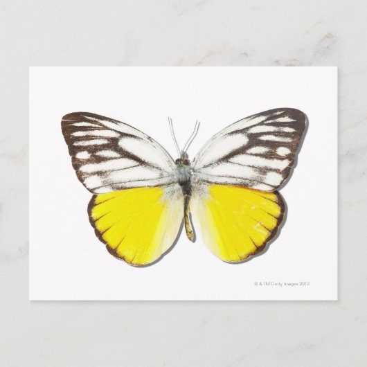 Carte Postale Cepora aspasia (Devant)