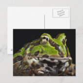 Carte Postale Ceratophrys de grenouille à cornes du Pacifique st (Devant / Derrière)