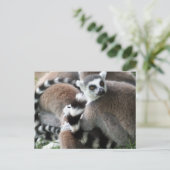 Carte postale Cerclage Lemurs (Debout devant)