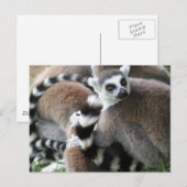 Carte postale Cerclage Lemurs (Devant / Derrière)