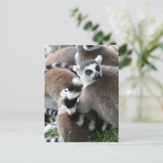 Carte postale Cerclage Lemurs (Debout devant)