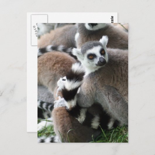 Carte postale Cerclage Lemurs (Devant / Derrière)