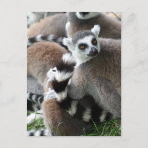 Carte postale Cerclage Lemurs