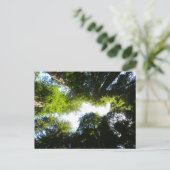 Carte Postale Cercle de séquoias au parc national Redwood (Debout devant)