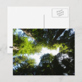 Carte Postale Cercle de séquoias au parc national Redwood (Devant / Derrière)