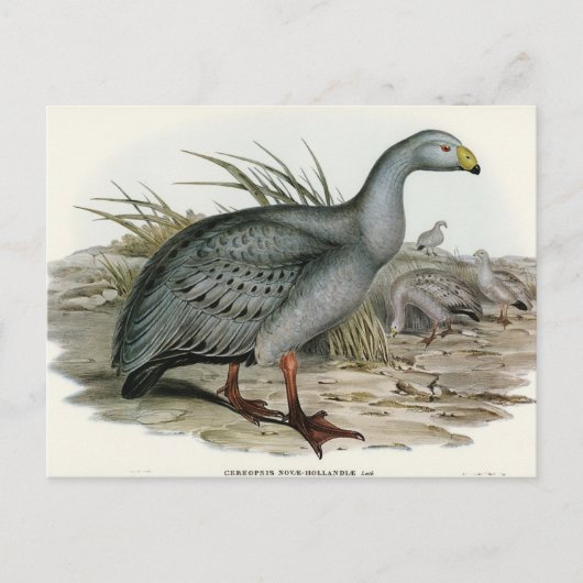 Carte Postale Cereopsis Goose par Elizabeth Gould (Devant)