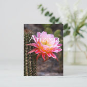 Carte Postale Cereus en fleur de cactus rose, Arizona (Debout devant)