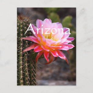 Carte Postale Cereus en fleur de cactus rose, Arizona