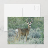 Carte Postale Cerf (Devant / Derrière)