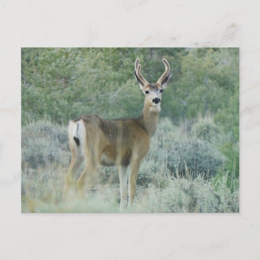 Carte Postale Cerf (Devant)