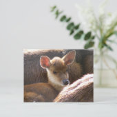Carte Postale cerf (Debout devant)